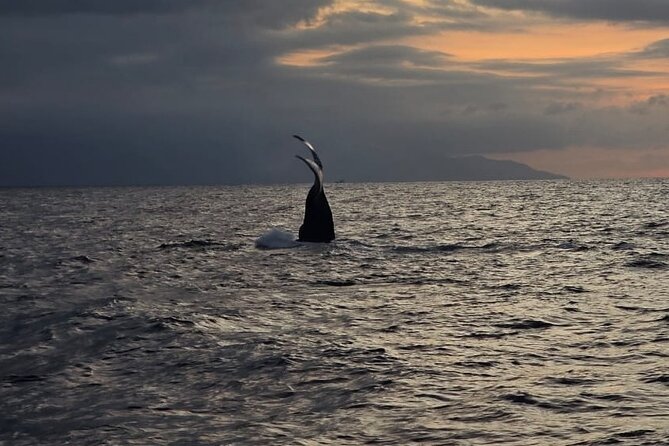 Private Tour 3 Hours of Whale Watching - Whale watching with a small private group