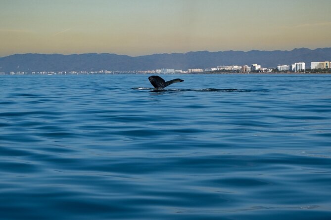 Private Tour 3 Hours of Whale Watching - Price and value for different group sizes