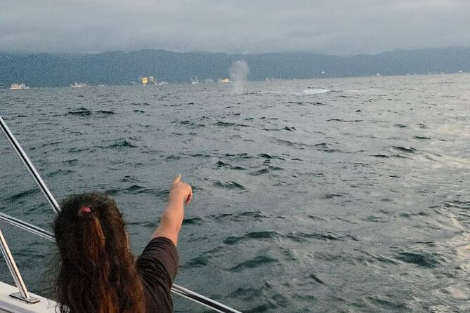 Private Tour 3 Hours of Whale Watching - How to prepare for a better morning on the water