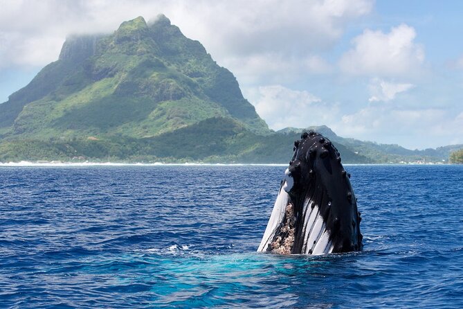Private Tour: Bora Bora Whale Watching & Swimming Experience - Key points to know before booking
