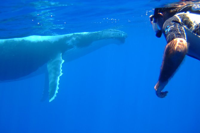 Private Tour: Bora Bora Whale Watching & Swimming Experience - Swimming with whales, with important limits