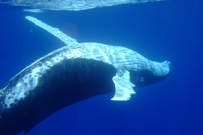 Private Tour: Bora Bora Whale Watching & Swimming Experience - A private boat changes the mood