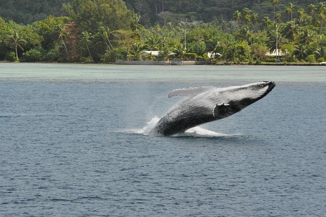 Private Tour: Bora Bora Whale Watching & Swimming Experience - How the guide affects the experience