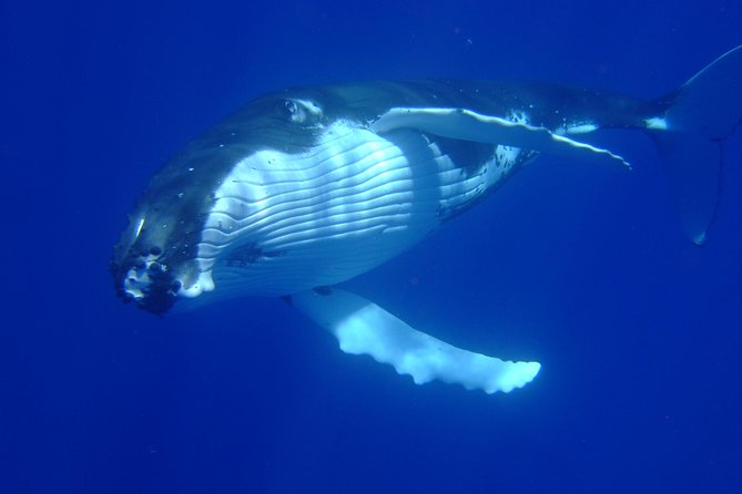 Private Tour: Bora Bora Whale Watching & Swimming Experience - The mother, calf, and two males