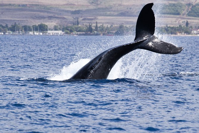 Private tour Fee to see whales and dolphins - Key points about the Seville whale-watching trip