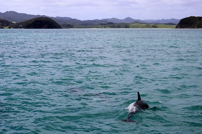 Private tour Fee to see whales and dolphins - From Seville to Tarifa before the boat trip