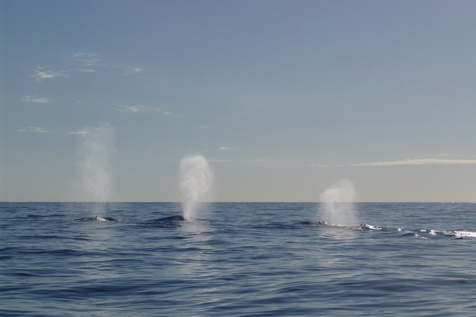 Private tour Fee to see whales and dolphins - How much wildlife can you expect to see?