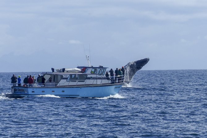 Private tour Fee to see whales and dolphins - Who will enjoy this experience most?