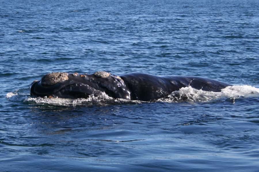 Private Tour: Hermanus- Boat Based Whale Watching Experience - A private start from Cape Town