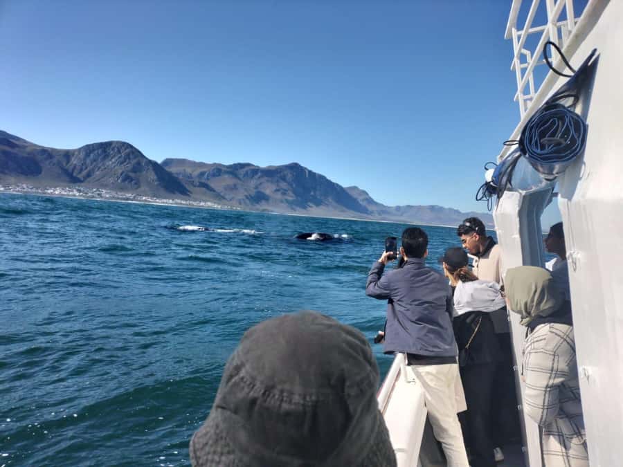 Private Tour: Hermanus- Boat Based Whale Watching Experience - Stony Point penguin colony in Betty’s Bay