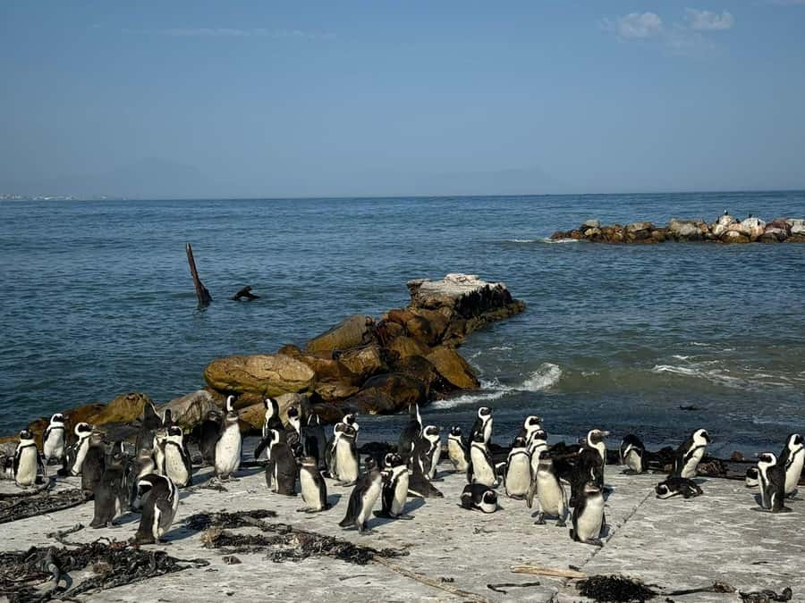 Private Tour: Hermanus- Boat Based Whale Watching Experience - Lunch beside the Hermanus coast