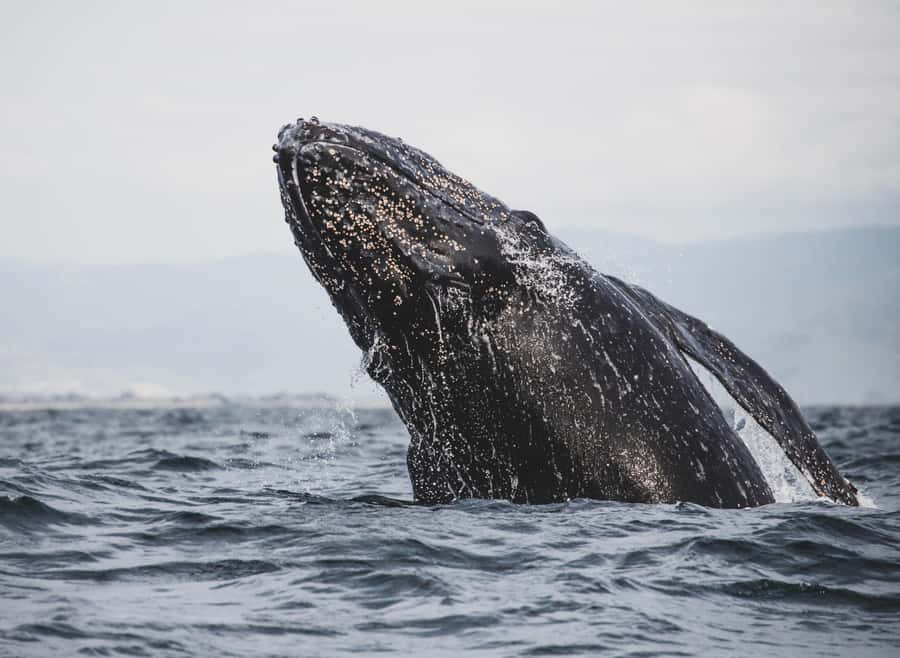 Private Tour: Hermanus- Boat Based Whale Watching Experience - The return via False Bay