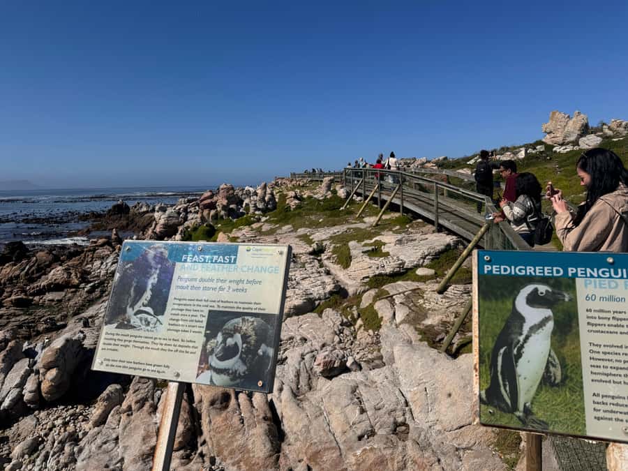 Private Tour: Hermanus- Boat Based Whale Watching Experience - What the $370 price really buys