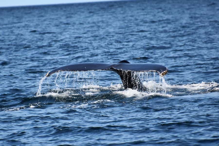 Private Tour: Hermanus- Boat Based Whale Watching Experience - Gordon’s Bay and Clarence Drive
