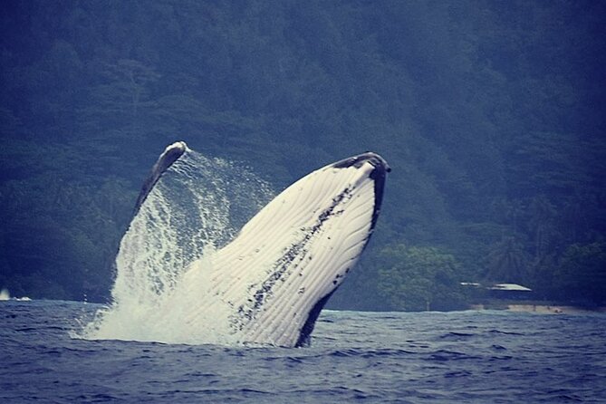Private tour observing and swimming with humpback whales in Moorea - A small boat built for Moorea’s open water