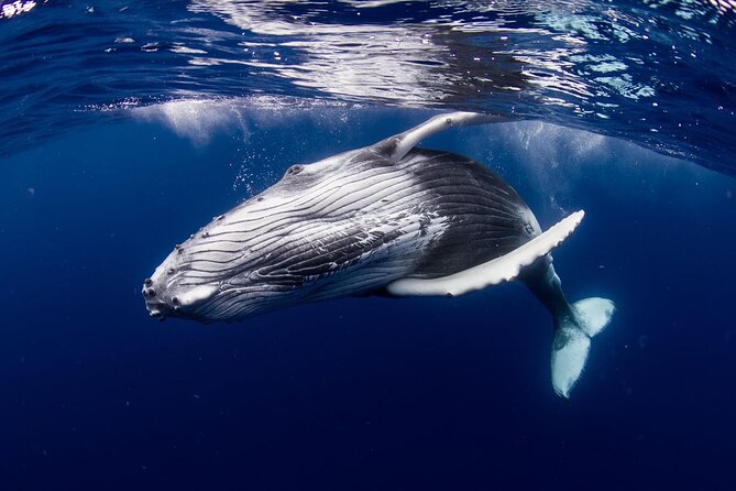 Private tour observing and swimming with humpback whales in Moorea - Whale watching from July through November