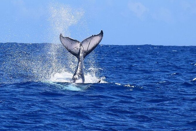 Private tour observing and swimming with humpback whales in Moorea - Who will get the most from this tour