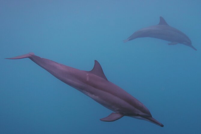 Private tour observing and swimming with humpback whales in Moorea - Rays, sharks, turtles, and the two bays