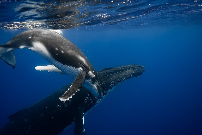 Private tour whale watching and snorkeling in Moorea - The whale swim is an option, not the whole tour