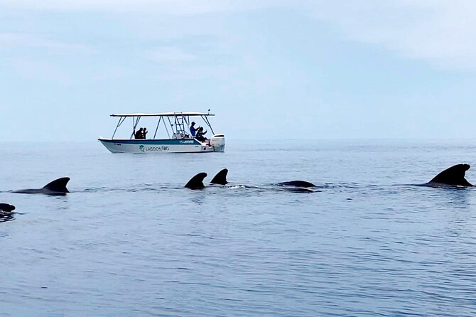 Private tour whale watching and snorkeling in Moorea - Why a private boat makes a difference