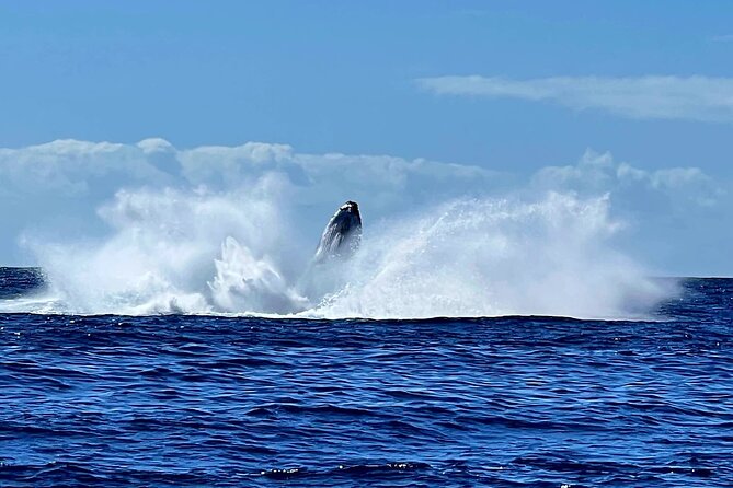 Private tour whale watching and snorkeling in Moorea - Lagoon time gives the day a useful backup