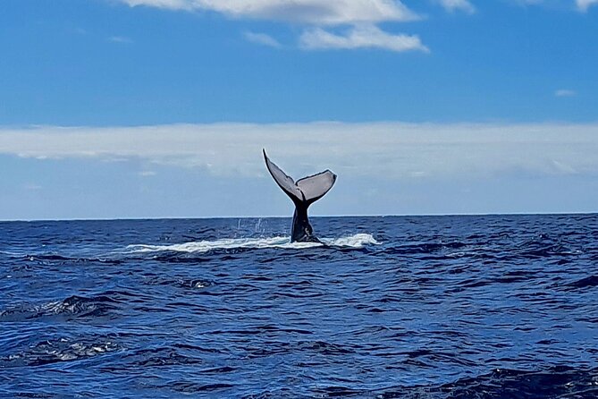 Private tour whale watching and snorkeling in Moorea - The fitness rules deserve your attention