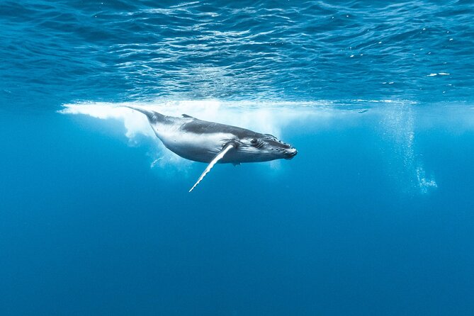 Private tour whale watching and snorkeling in Moorea - Booking well ahead and planning around the weather