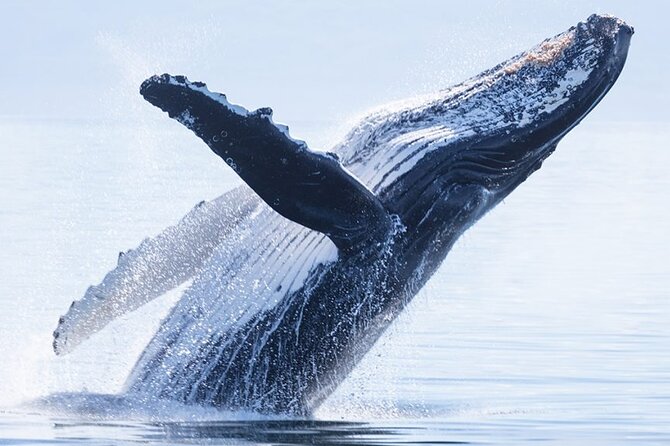 Private Tour Whale Watching Half Day Tour - Key points to know before booking