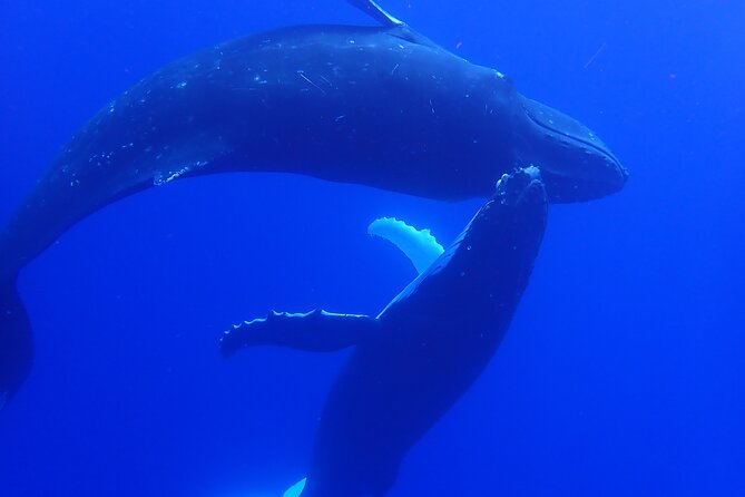 Private Tour Whale Watching Half Day Tour - What the private boat format changes