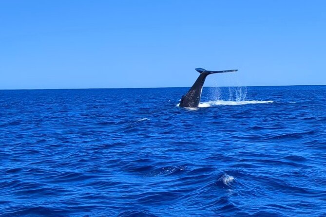 Private Tour Whale Watching Half Day Tour - Swimming skills and the reality of open water