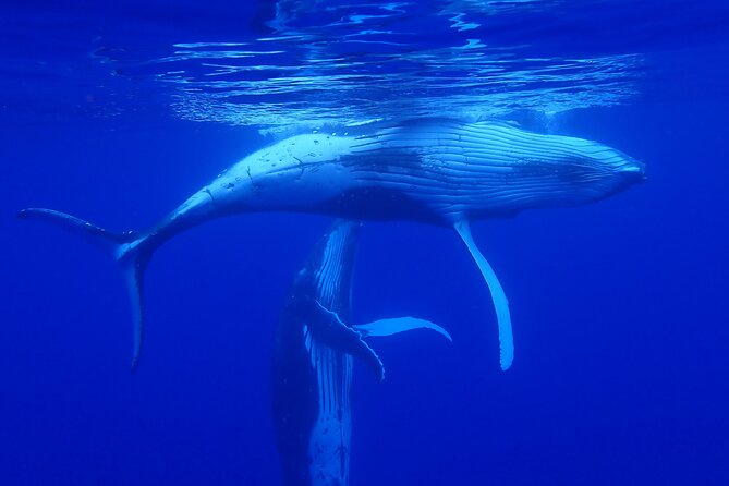 Private Tour Whale Watching Half Day Tour - Weather, animals, and cancellation flexibility