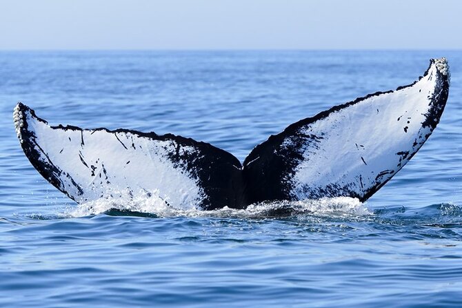 Private Tour Whale Watching Half Day Tour - Who will get the most from this Moorea tour