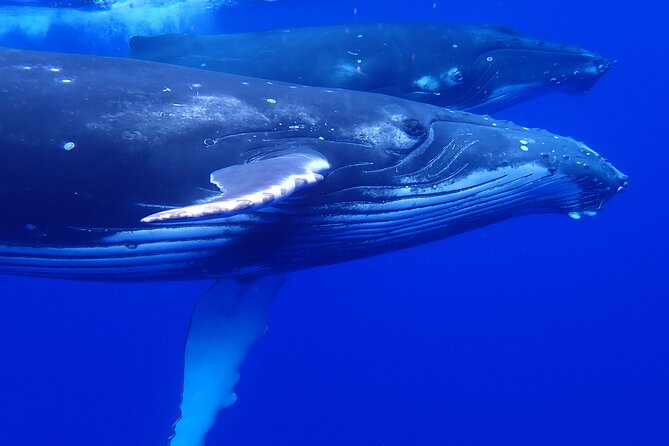 Private Tour Whale Watching Half Day Tour - A wildlife itinerary with no fixed list of stops
