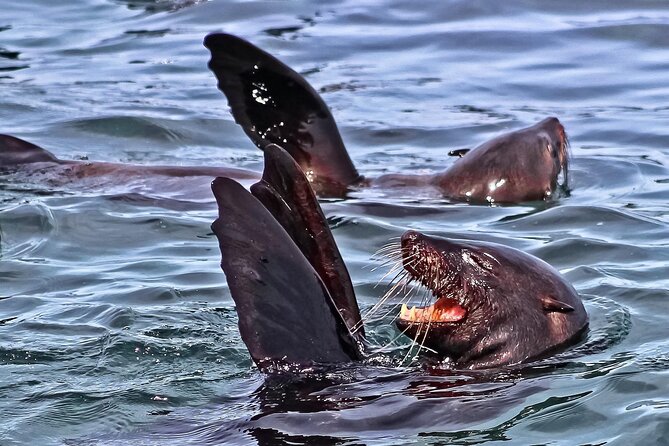 Private Tour: Whale Watching Shared Boat Trip from Cape Town - Crossing Sir Lowry’s Pass into the Overberg