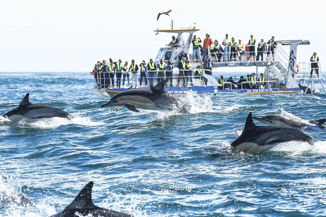 Private Tour: Whale Watching Shared Boat Trip from Cape Town - The Whale Coast return through Kleinmond