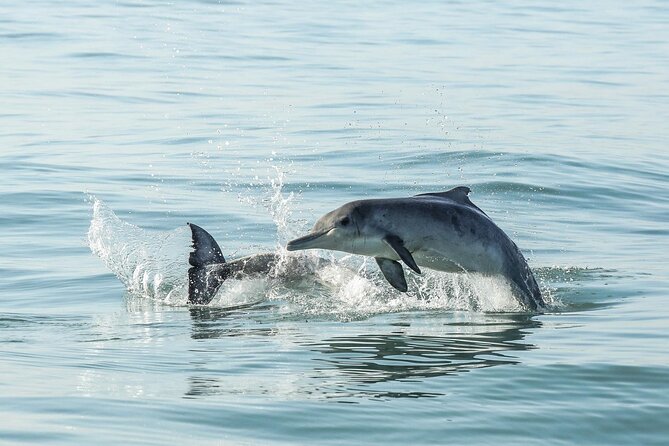 Private Tour: Whale Watching Shared Boat Trip from Cape Town - What the $176 price really covers
