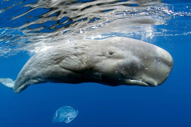 Private Whale and Dolphin Whale Watching Boat Tour - Key points to know before you book