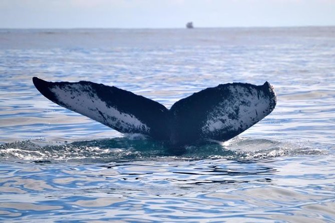 Private Whale and Dolphin Whale Watching Boat Tour - The first hour: seeing the island from the water