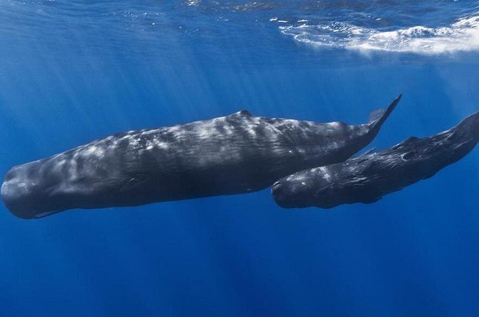 Private Whale and Dolphin Whale Watching Boat Tour - What you might see beyond sperm whales