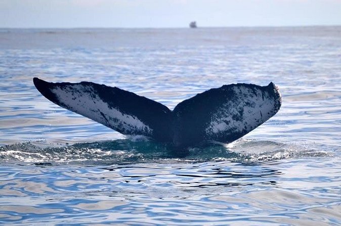 Private Whale and Dolphin Whale Watching Boat Tour - The final stop: the home of the whales