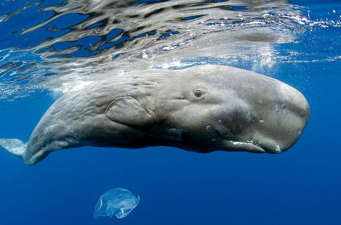 Private Whale and Dolphin Whale Watching Boat Tour - Weather, clothing, and safety