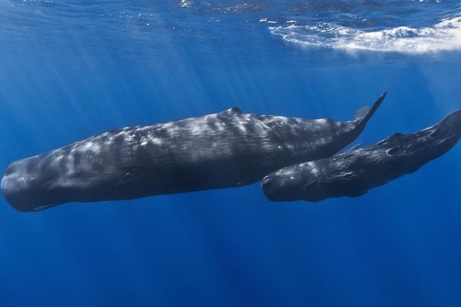 Private Whale and Dolphin Whale Watching Boat Tour - Setting out from Dominica on a low boat