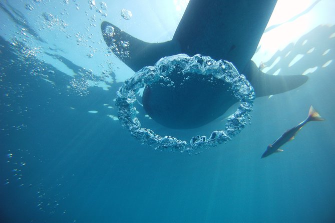Private Whale Shark All Inclusive Experience - What to bring for a better swim