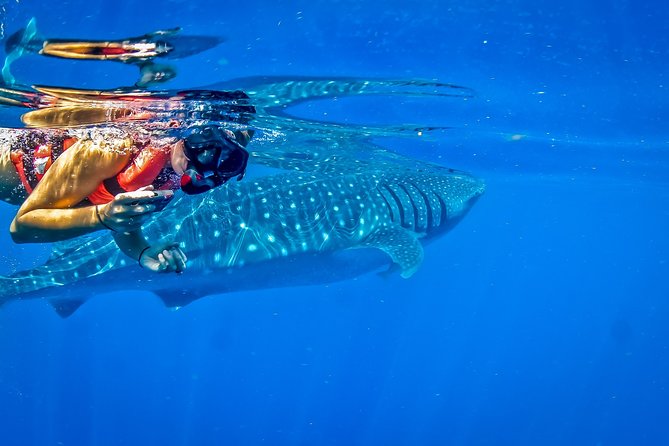 Private Whale Shark All Inclusive Experience - Playa Norte, lunch, and a slower finish
