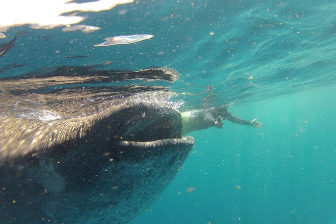 Private Whale Shark All Inclusive Experience - Swimming with whale sharks in open water