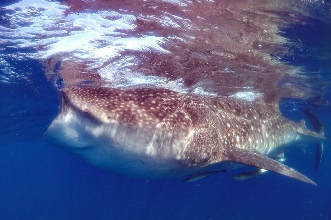 Private Whale shark Ecofriendly tour from Cancun - The 7:00 a.m. pickup from Cancun’s Hotel Zone