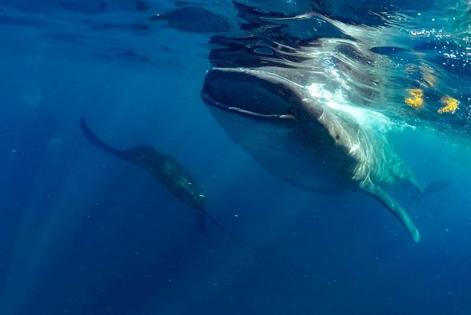 Private Whale shark Ecofriendly tour from Cancun - Searching the Caribbean Sea at 8:00 a.m.