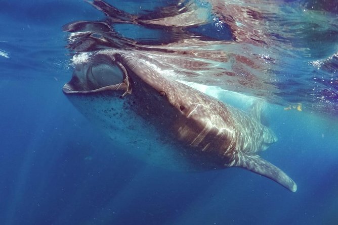 Private Whale shark Ecofriendly tour from Cancun - What the private format changes