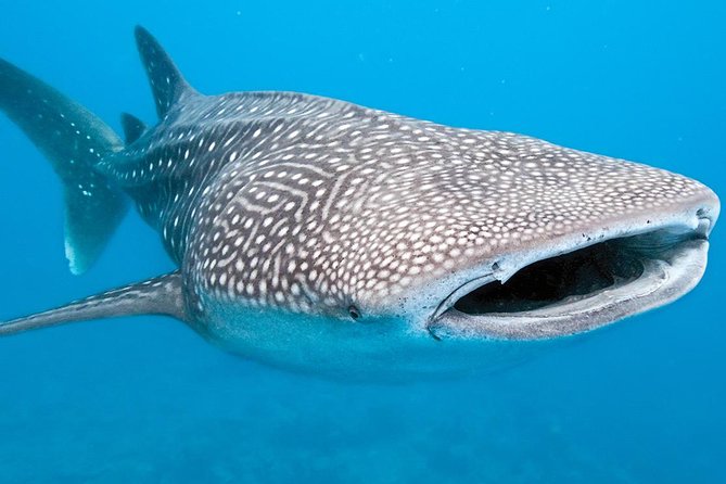 Private Whale shark Ecofriendly tour from Cancun - Returning to Cancun around 1:30 p.m.