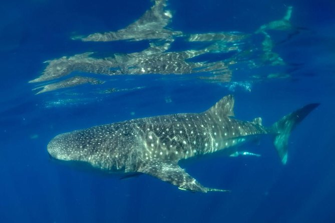 Private Whale shark Ecofriendly tour from Cancun - Health measures and practical comfort